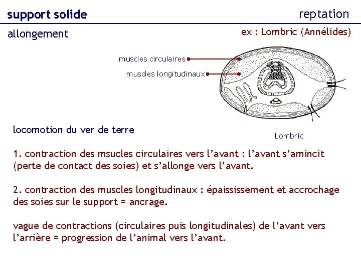 reptation support solide ex : Lombric (Annélides) allongement muscles circulaires muscles longitudinaux locomotion du