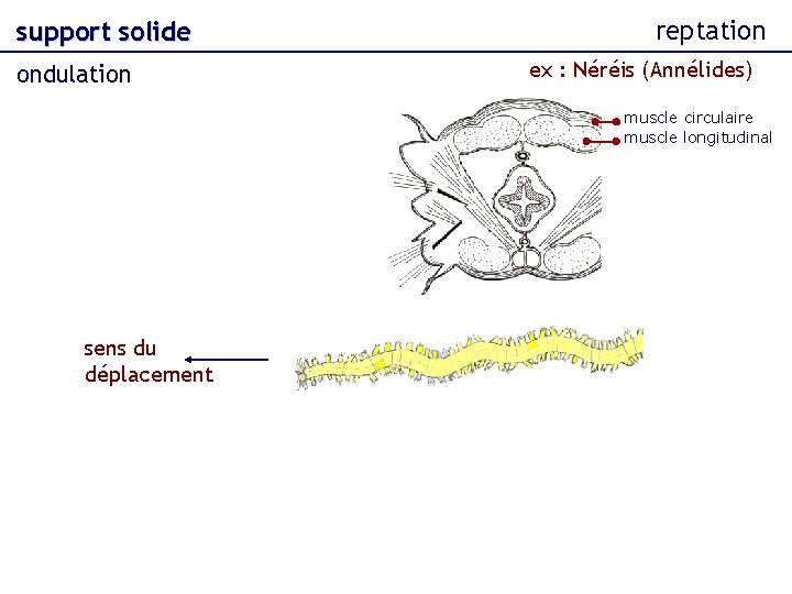 support solide ondulation reptation ex : Néréis (Annélides) muscle circulaire muscle longitudinal sens du
