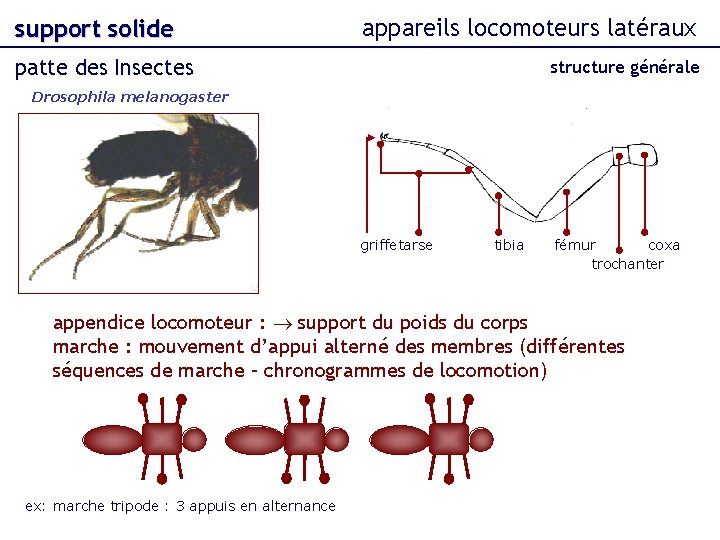 support solide appareils locomoteurs latéraux patte des Insectes structure générale Drosophila melanogaster griffetarse tibia