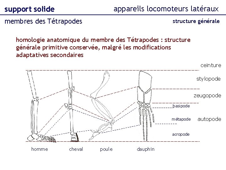 appareils locomoteurs latéraux support solide membres des Tétrapodes structure générale homologie anatomique du membre
