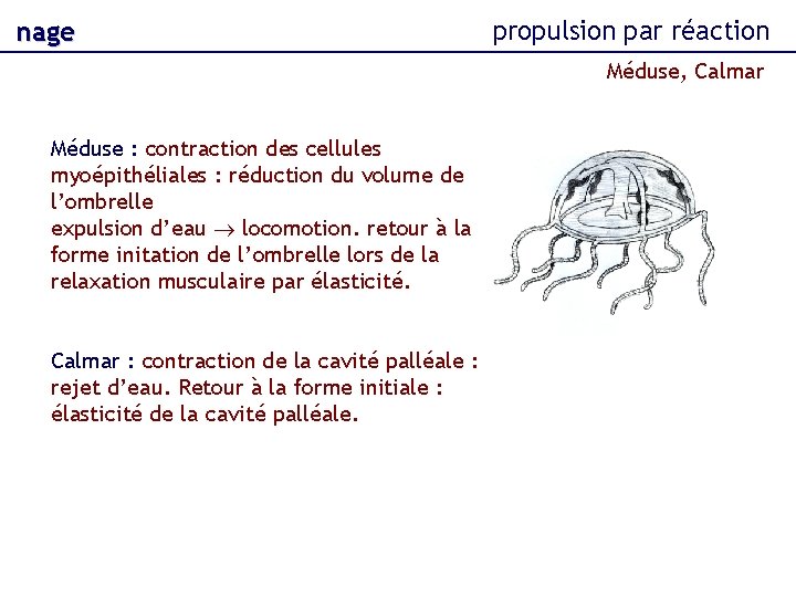 nage propulsion par réaction Méduse, Calmar Méduse : contraction des cellules myoépithéliales : réduction