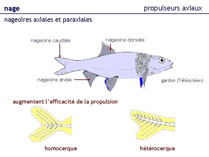 propulseurs axiaux nageoires axiales et paraxiales nageoire caudale nageoire dorsale nageoire anale gardon (Téléostéen)