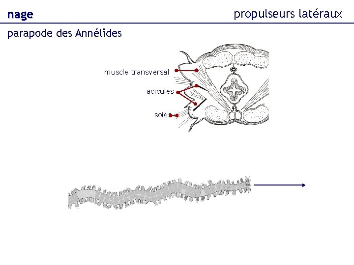 propulseurs latéraux nage parapode des Annélides muscle transversal acicules soies 