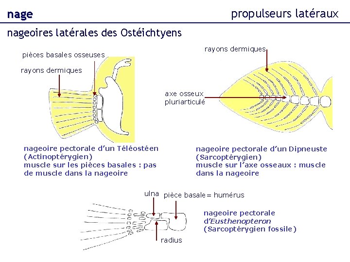 propulseurs latéraux nageoires latérales des Ostéichtyens rayons dermiques pièces basales osseuses rayons dermiques axe