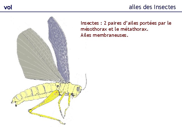 vol ailes des Insectes : 2 paires d’ailes portées par le mésothorax et le