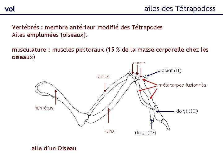 ailes des Tétrapodess vol Vertébrés : membre antérieur modifié des Tétrapodes Ailes emplumées (oiseaux).