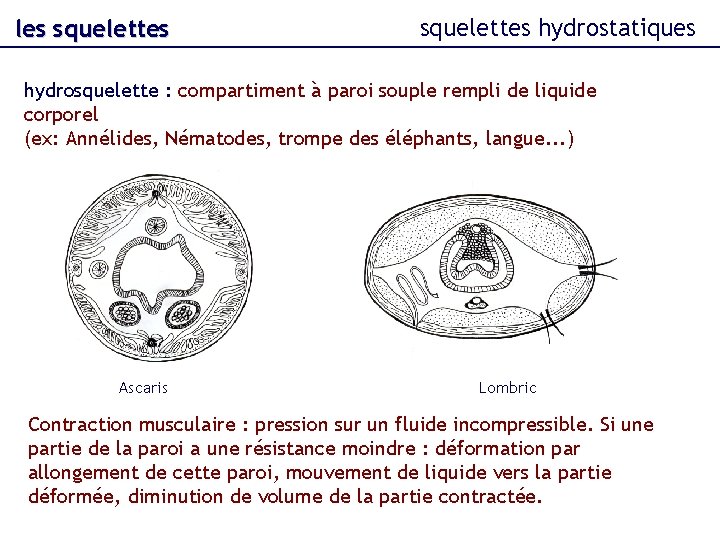 les squelettes hydrostatiques hydrosquelette : compartiment à paroi souple rempli de liquide corporel (ex: