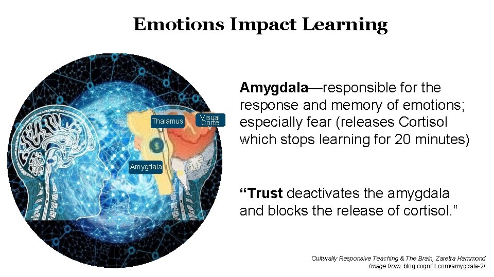 Emotions Impact Learning Thalamus Visual Corte x Amygdala—responsible for the response and memory of