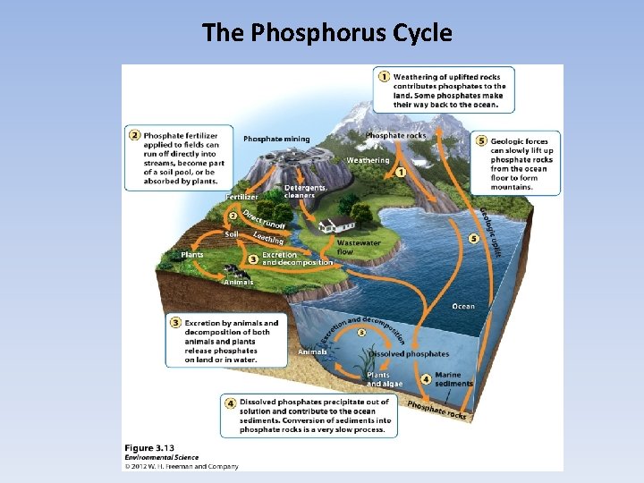 The Phosphorus Cycle 