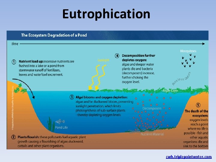 Eutrophication cwh. triplepointwater. com 