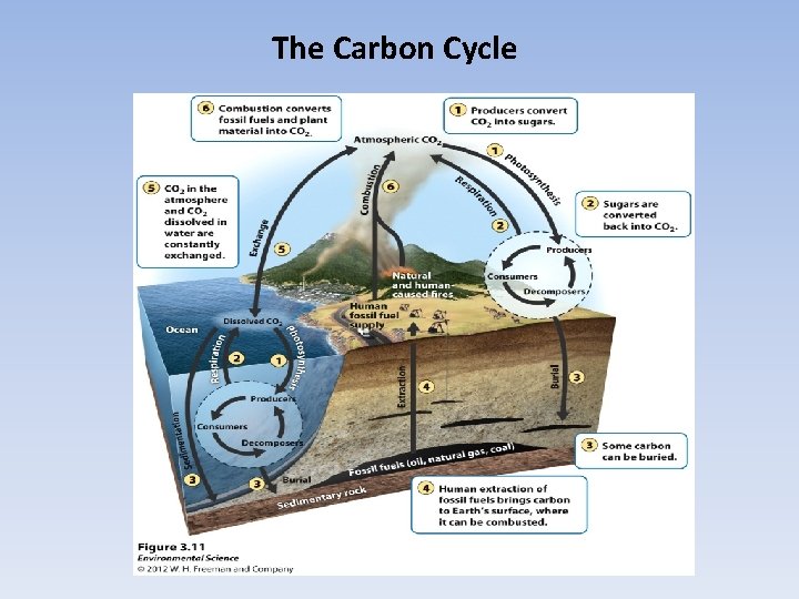 The Carbon Cycle 