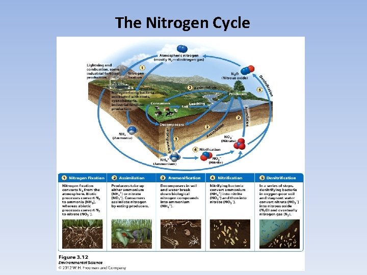 The Nitrogen Cycle 
