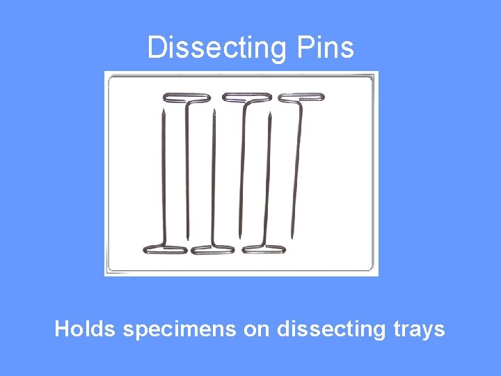 Dissecting Pins Holds specimens on dissecting trays 