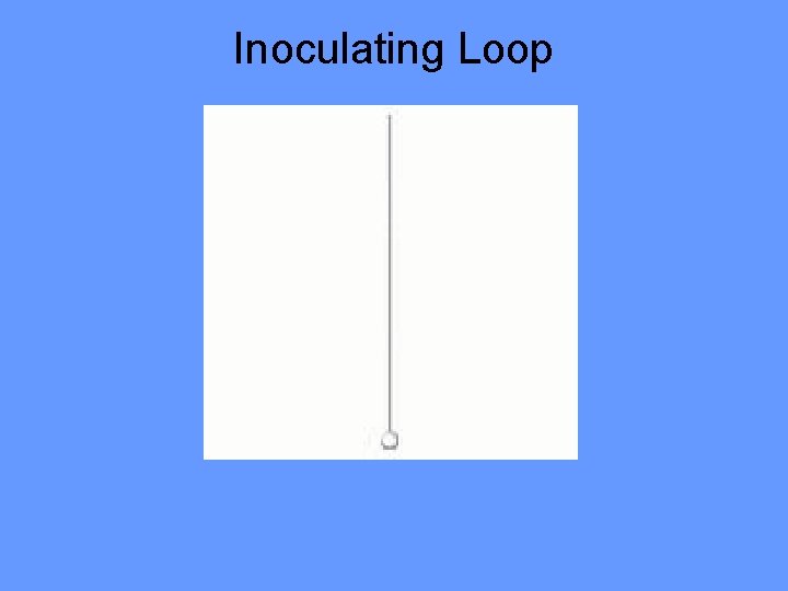 Inoculating Loop 