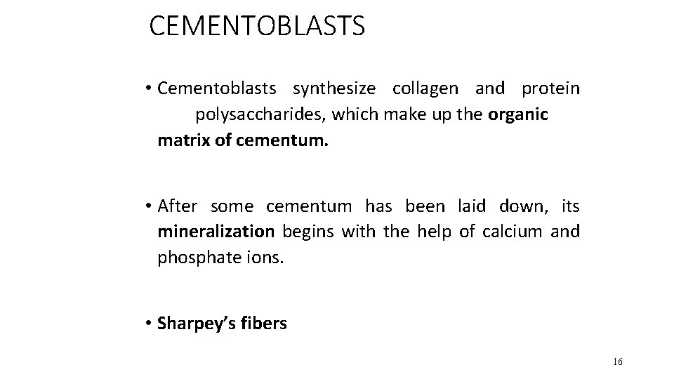CEMENTOBLASTS • Cementoblasts synthesize collagen and protein polysaccharides, which make up the organic matrix