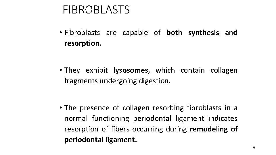 FIBROBLASTS • Fibroblasts are capable of both synthesis and resorption. • They exhibit lysosomes,