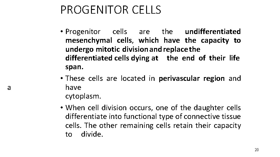 PROGENITOR CELLS a • Progenitor cells are the undifferentiated mesenchymal cells, which have the