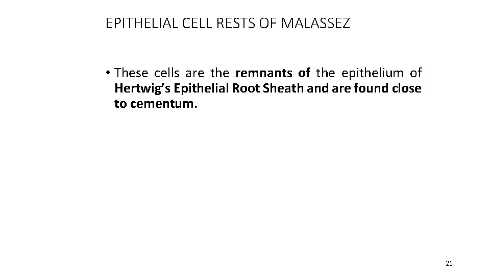 EPITHELIAL CELL RESTS OF MALASSEZ • These cells are the remnants of the epithelium