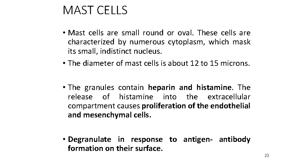 MAST CELLS • Mast cells are small round or oval. These cells are characterized