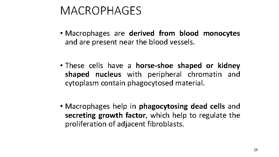 MACROPHAGES • Macrophages are derived from blood monocytes and are present near the blood