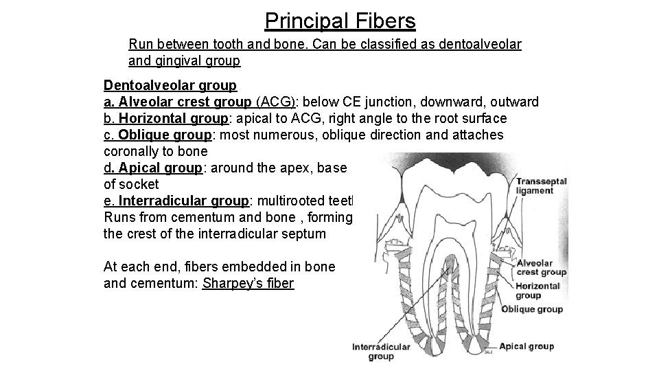 Principal Fibers Run between tooth and bone. Can be classified as dentoalveolar and gingival