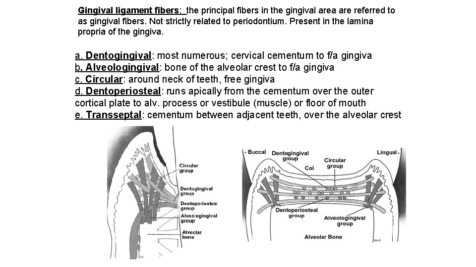 Gingival ligament fibers: the principal fibers in the gingival area are referred to as