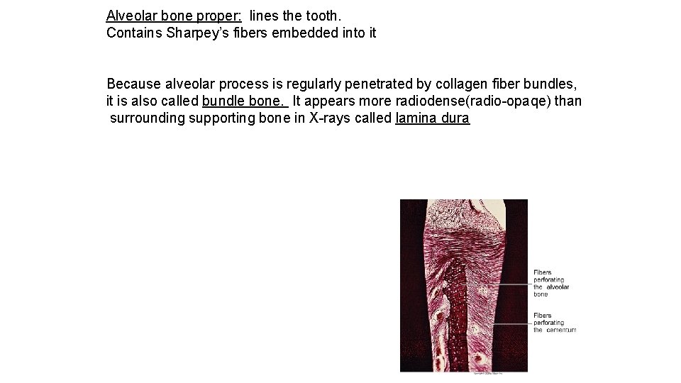 Alveolar bone proper: lines the tooth. Contains Sharpey’s fibers embedded into it Because alveolar
