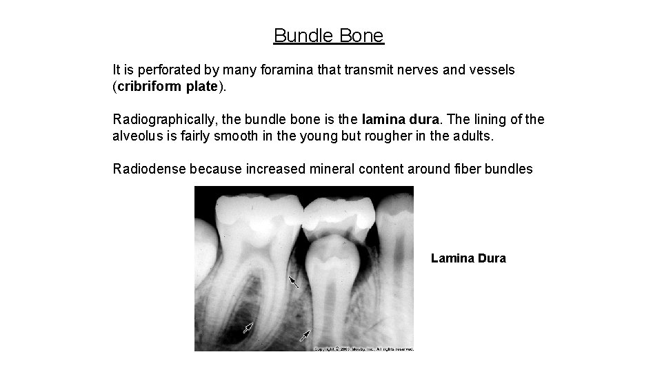 Bundle Bone It is perforated by many foramina that transmit nerves and vessels (cribriform