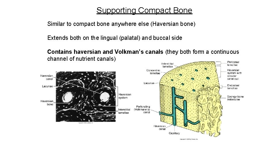 Supporting Compact Bone Similar to compact bone anywhere else (Haversian bone) Extends both on