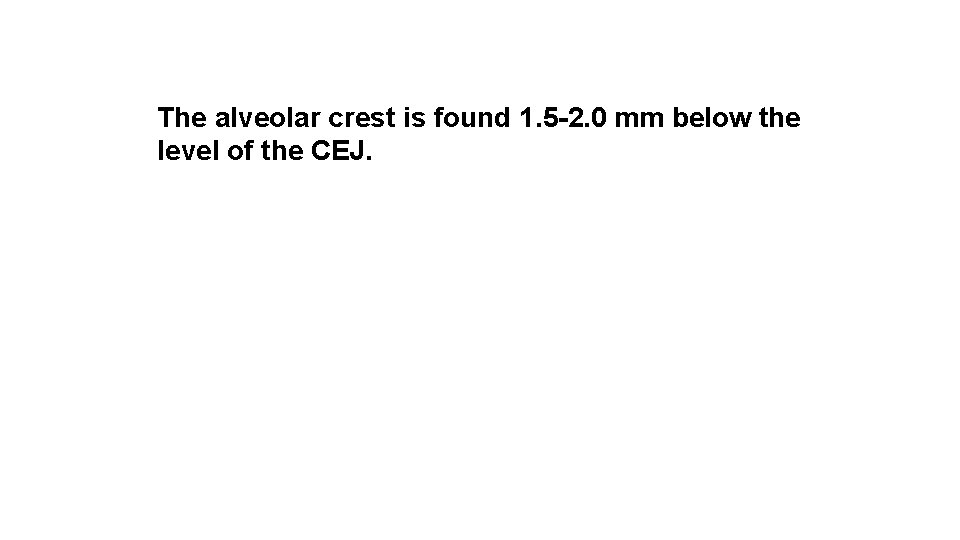 The alveolar crest is found 1. 5 -2. 0 mm below the level of