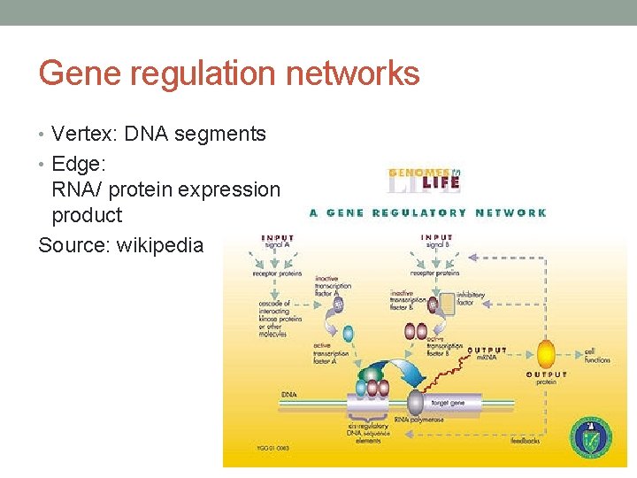 Gene regulation networks • Vertex: DNA segments • Edge: RNA/ protein expression product Source: