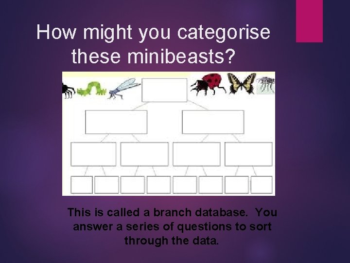 How might you categorise these minibeasts? This is called a branch database. You answer
