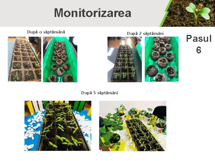 Monitorizarea După o săptămână După 2 săptămâni După 5 săptămâni Pasul 6 