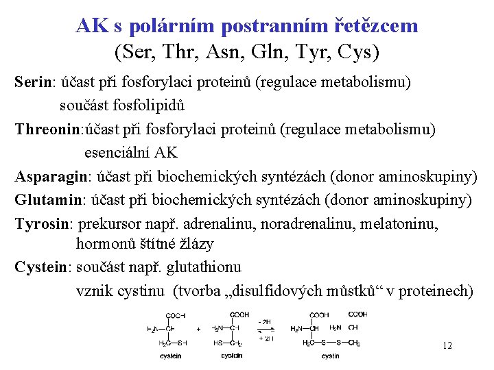 AK s polárním postranním řetězcem (Ser, Thr, Asn, Gln, Tyr, Cys) Serin: účast při