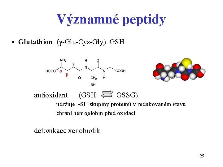 Významné peptidy • Glutathion (g-Glu-Cys-Gly) GSH antioxidant (GSH GSSG) udržuje -SH skupiny proteinů v