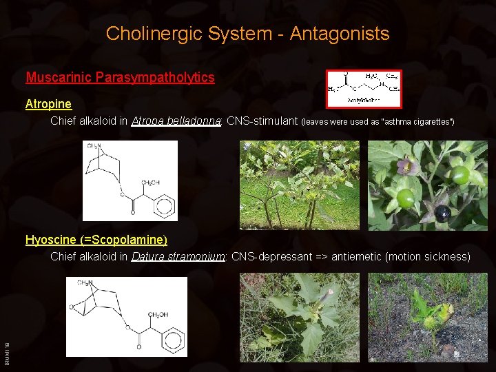 Cholinergic System - Antagonists Muscarinic Parasympatholytics Atropine Chief alkaloid in Atropa belladonna: CNS-stimulant (leaves