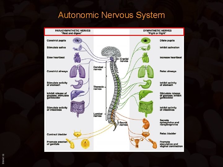 BIMM 118 Autonomic Nervous System 