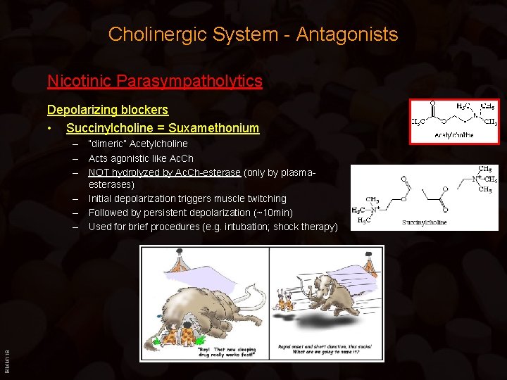 Cholinergic System - Antagonists Nicotinic Parasympatholytics Depolarizing blockers • Succinylcholine = Suxamethonium BIMM 118