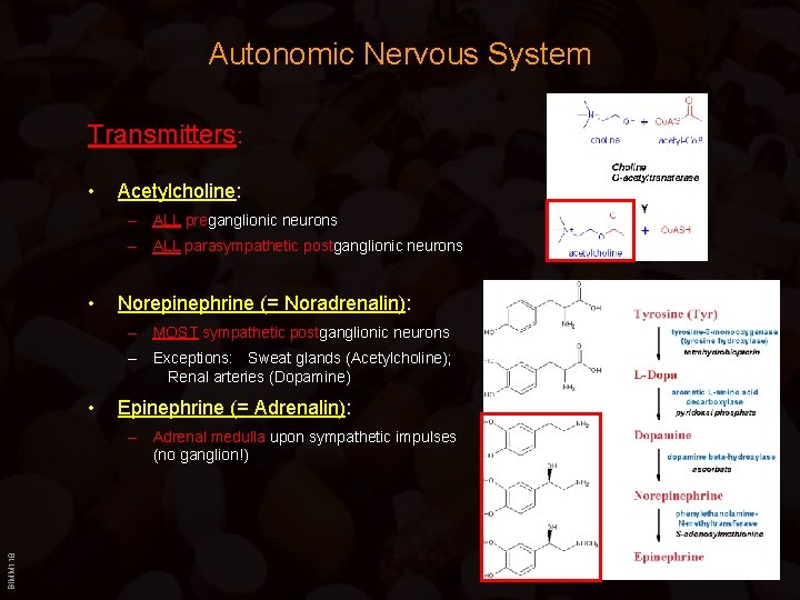 Autonomic Nervous System Transmitters: • Acetylcholine: – ALL preganglionic neurons – ALL parasympathetic postganglionic