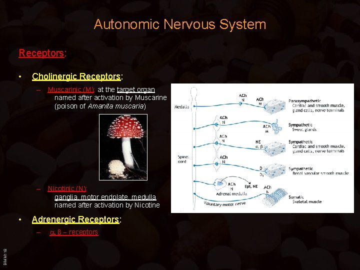 Autonomic Nervous System Receptors: • Cholinergic Receptors: – Muscarinic (M): at the target organ