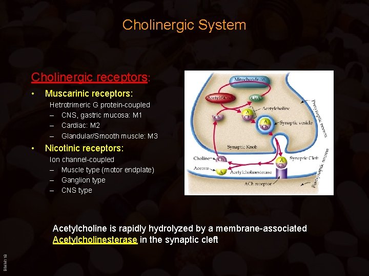 Cholinergic System Cholinergic receptors: • Muscarinic receptors: Hetrotrimeric G protein-coupled – CNS, gastric mucosa: