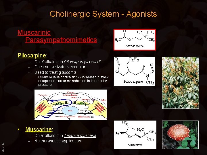 Cholinergic System - Agonists Muscarinic Parasympathomimetics Pilocarpine: – Chief alkaloid in Pilocarpus jaborandi –