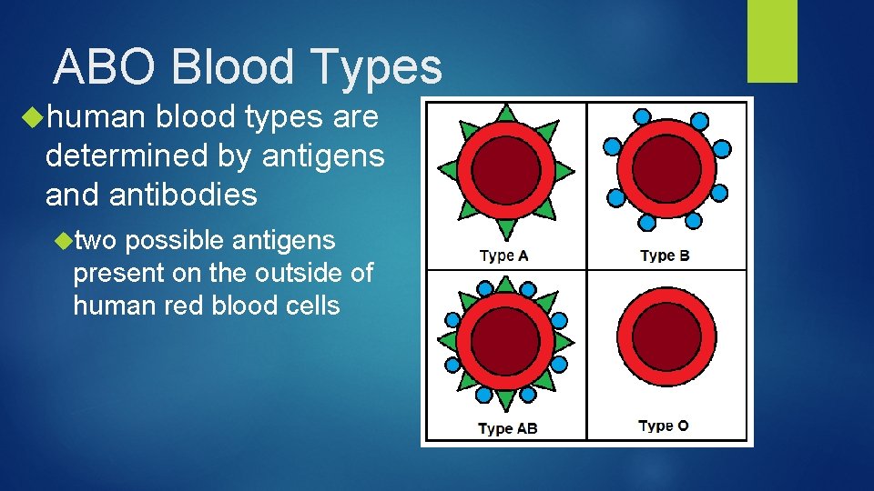 ABO Blood Types human blood types are determined by antigens and antibodies two possible