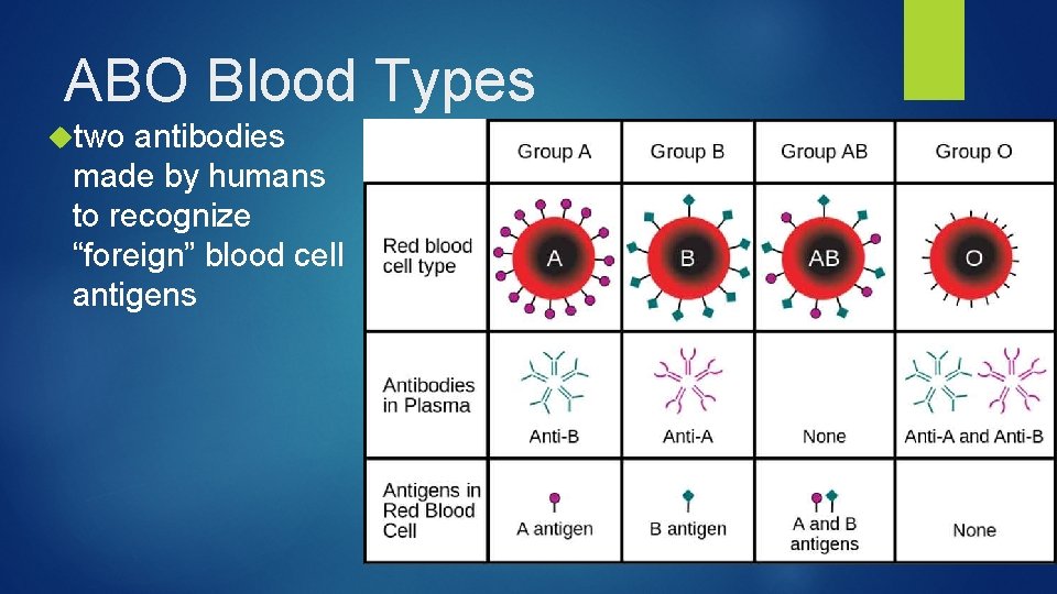 ABO Blood Types two antibodies made by humans to recognize “foreign” blood cell antigens