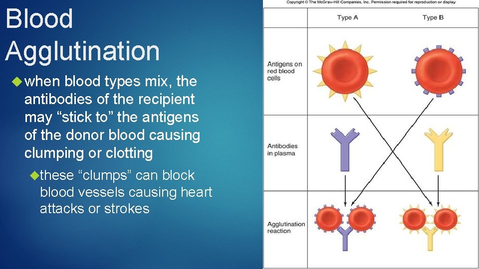 Blood Agglutination when blood types mix, the antibodies of the recipient may “stick to”