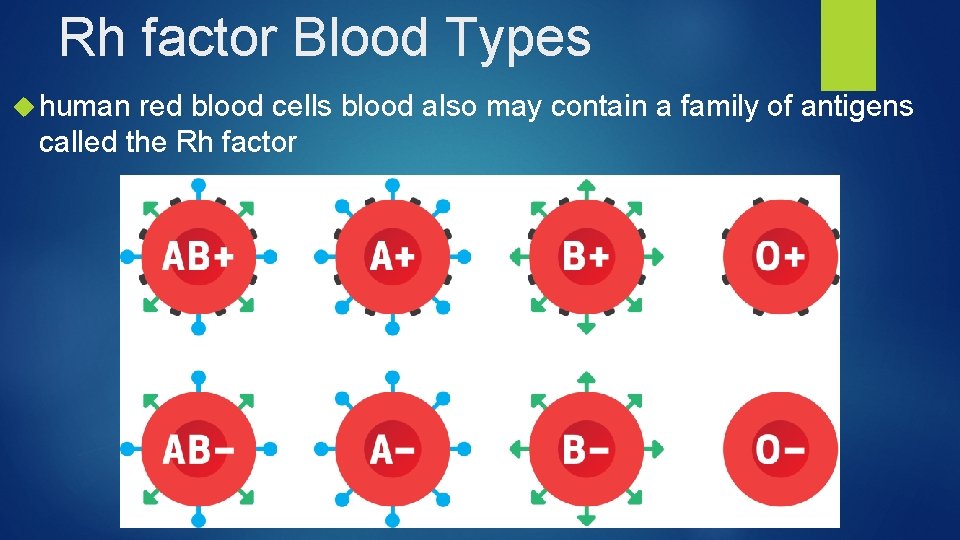 Rh factor Blood Types human red blood cells blood also may contain a family