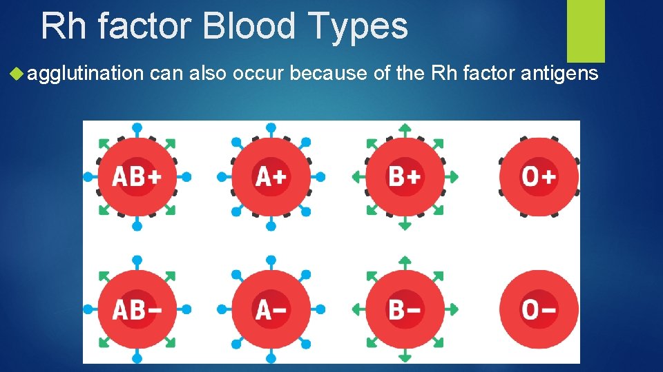 Rh factor Blood Types agglutination can also occur because of the Rh factor antigens