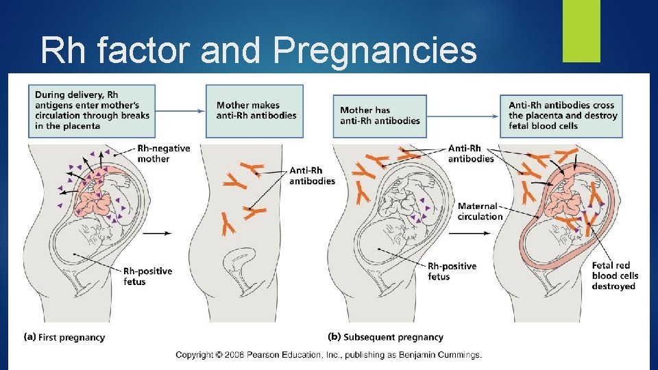 Rh factor and Pregnancies 