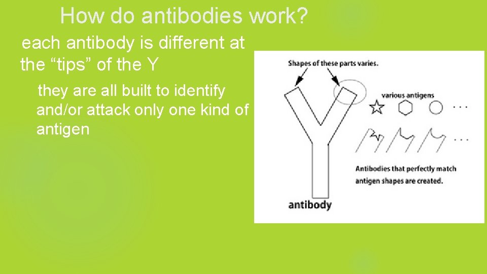How do antibodies work? each antibody is different at the “tips” of the Y