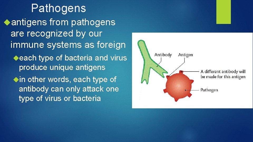 Pathogens antigens from pathogens are recognized by our immune systems as foreign each type